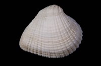 藏品(歪簾蛤)的圖片